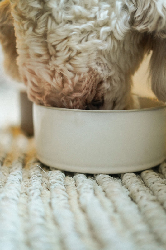 Pottery Pet Bowl